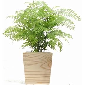 Amazon.co.jp: 種・苗 - ガーデン: DIY・工具・ガーデン: 種, 苗